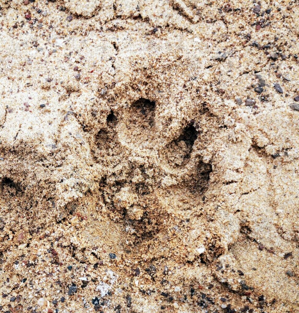 Pootafdrukken van de leeuw dichtbij de kust van Skeleton Coast - Namibië