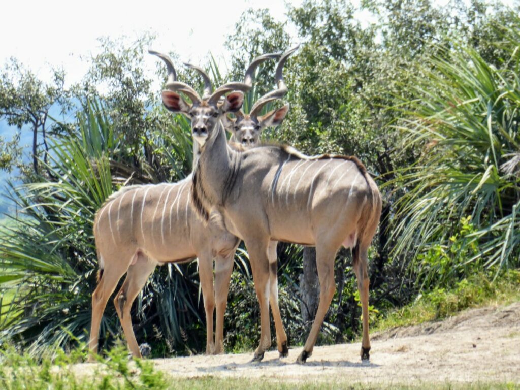 Safari at Bwabwata National Park Mahango Core Area