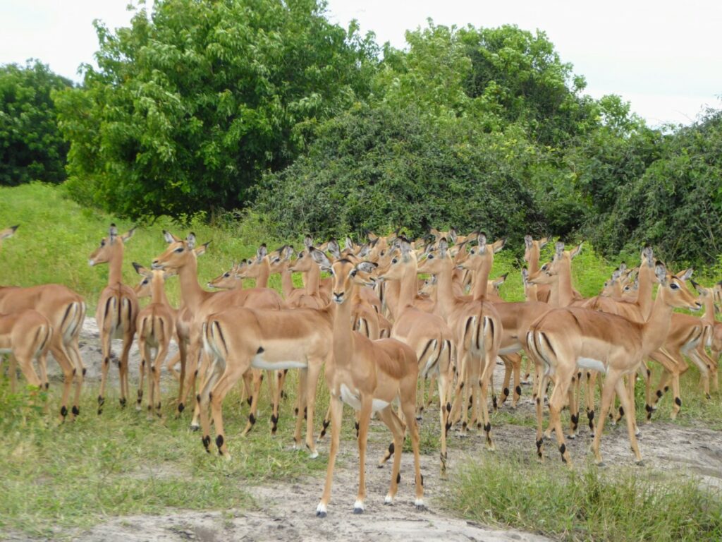 Dieren spotten bij Chobe NP - Kasane Botswana