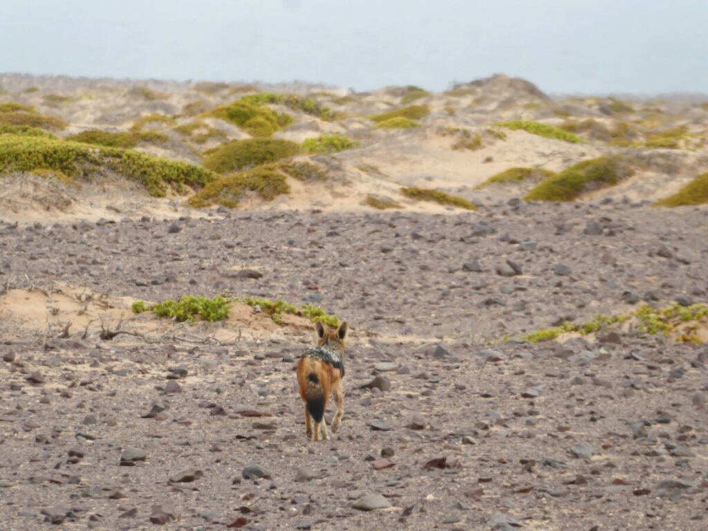 Jakhals aan de Skeleton Coast - Namibië