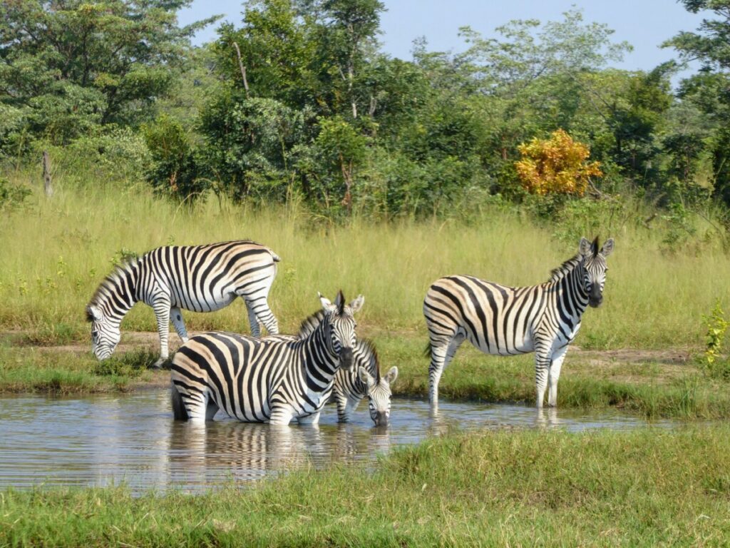 Op safari in Bwabwata National Park Mahango Core Area