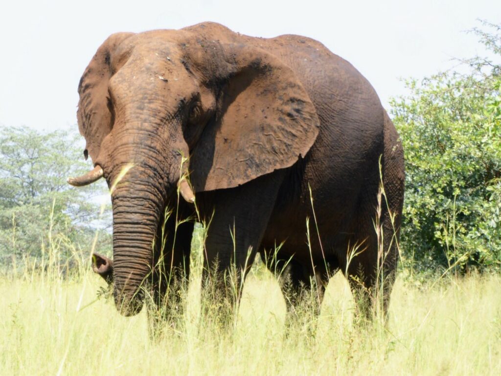 Op safari in Bwabwata National Park Mahango Core Area