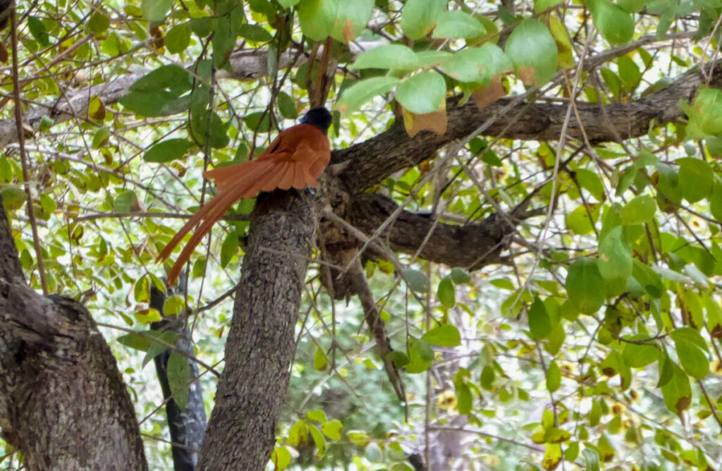 Wat te doen in Divundu - Wildlife & Vogels Spotten