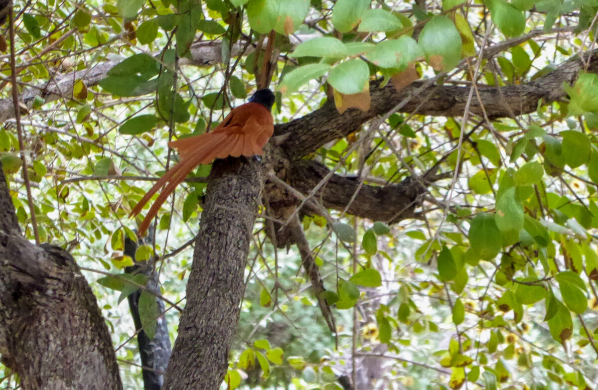 Wat te doen in Divundu - Wildlife & Vogels Spotten Wat te doen in Divundu - Wildlife & Vogels Spotten