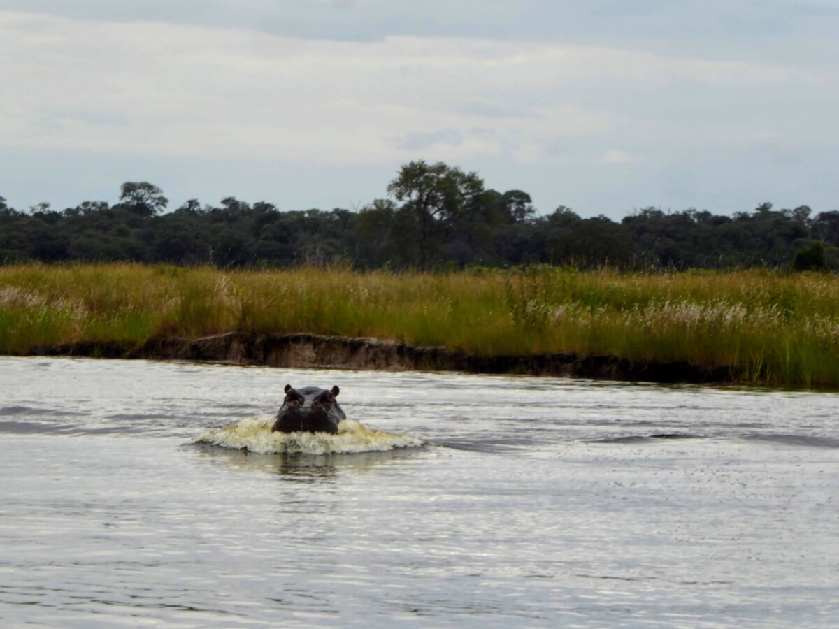 Wat te doen in Divundu - Wildlife & Vogels Spotten