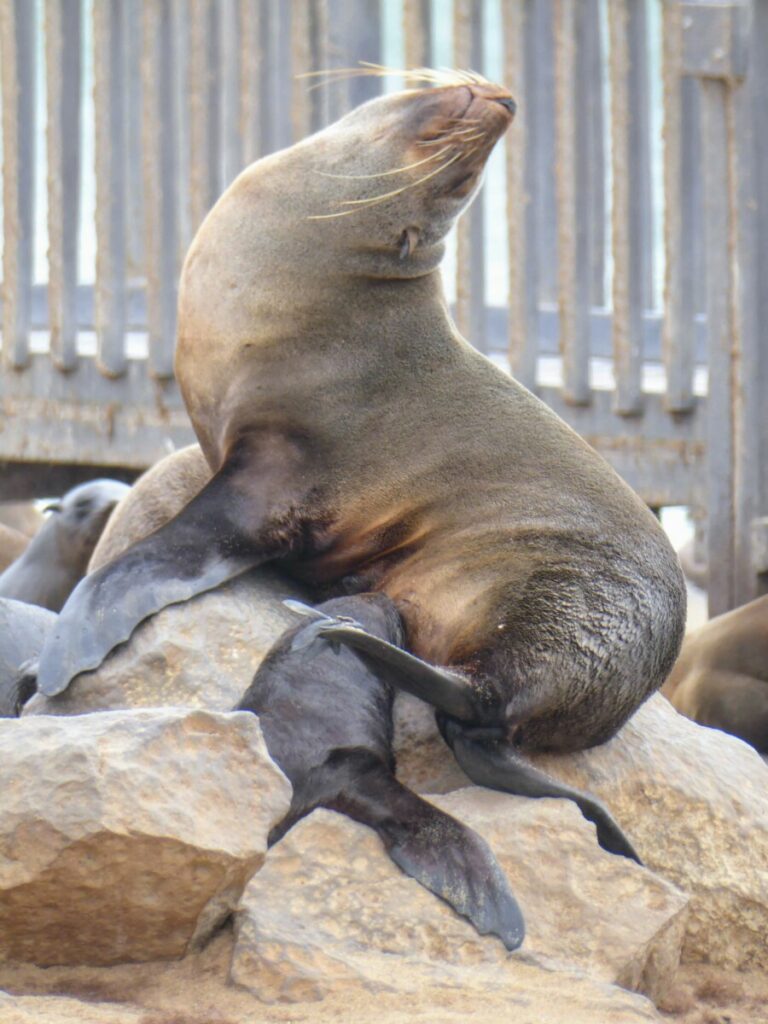 Cape Cross & the Stinking Fur Seal colony - Namibia