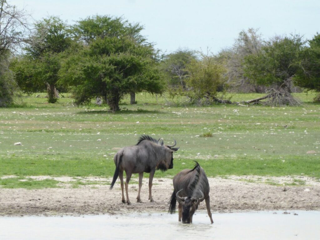 Gnoe - Safari in Etosha - Namibie