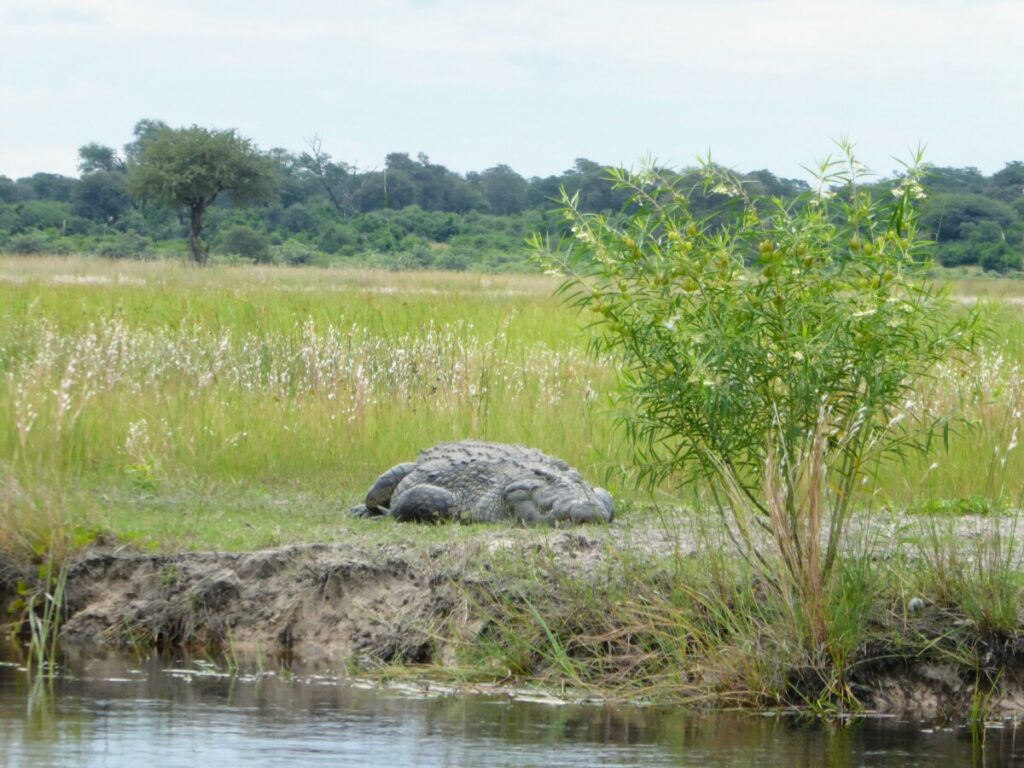 Wat te doen in Divundu - Wildlife & Vogels Spotten