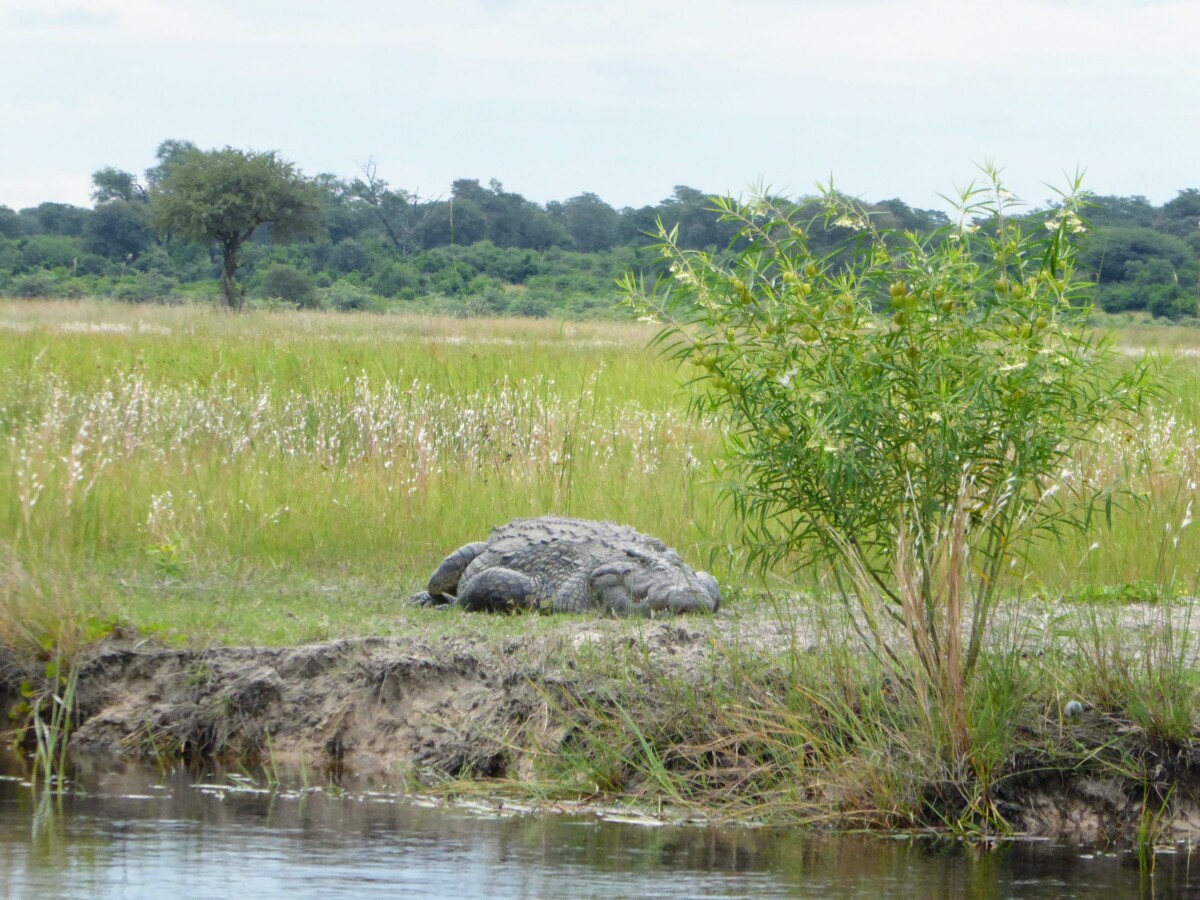 Wat te doen in Divundu - Wildlife & Vogels Spotten Wat te doen in Divundu - Wildlife & Vogels Spotten