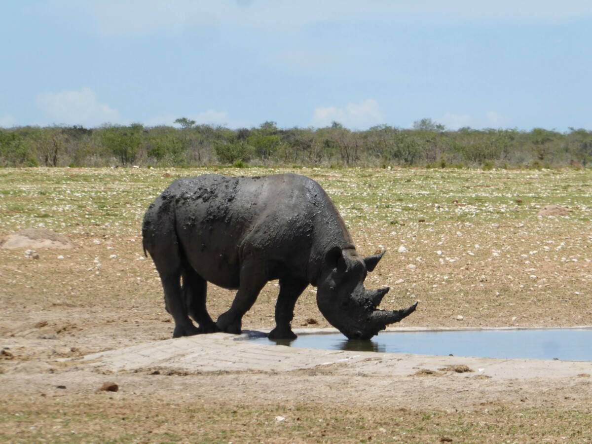 Neushoorn - Safari in Etosha - Namibie