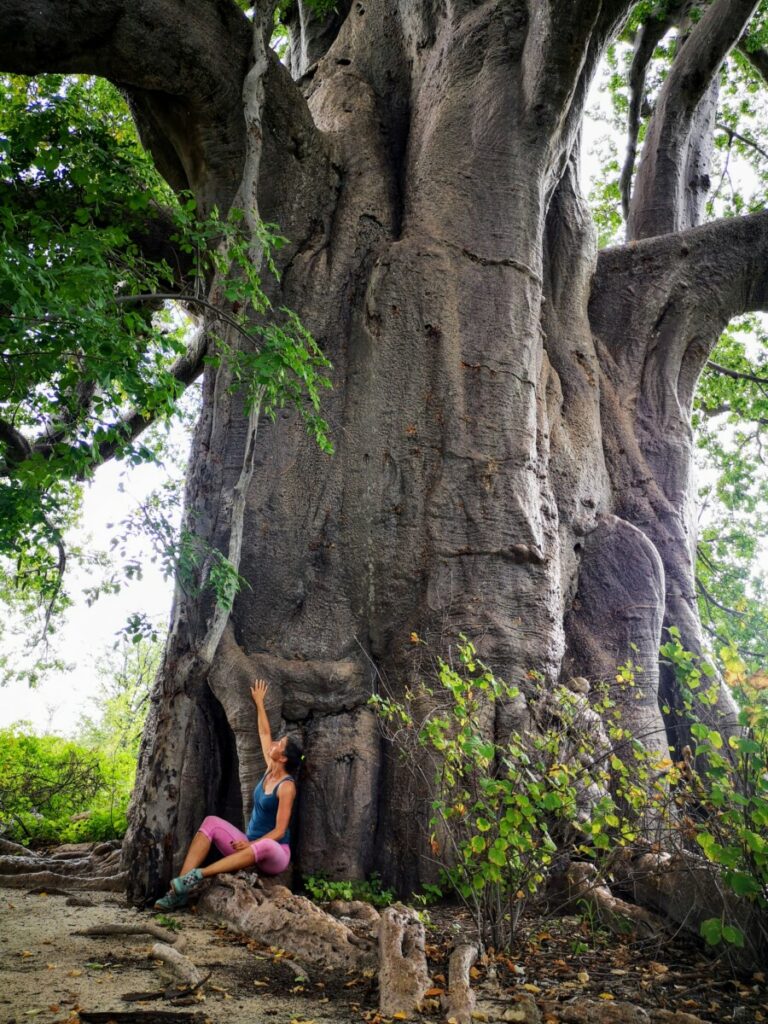 De eeuwenoude Baobab boom bij Planet Baobab