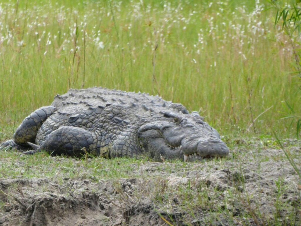 Wat te doen in Divundu - Wildlife & Vogels Spotten