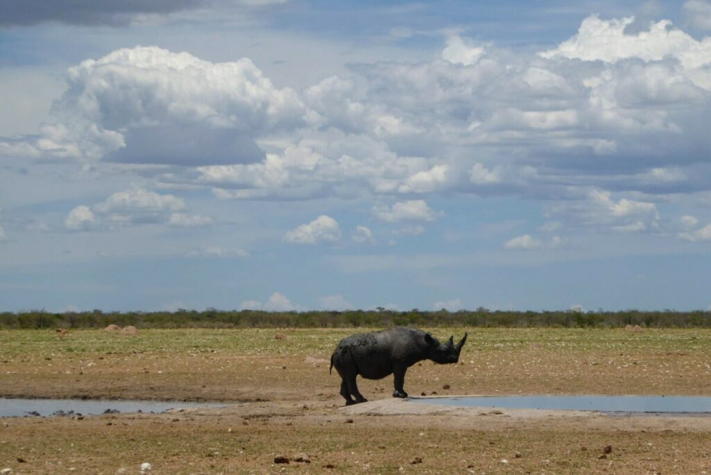 Rhino - Safari in Etosha - Namibia