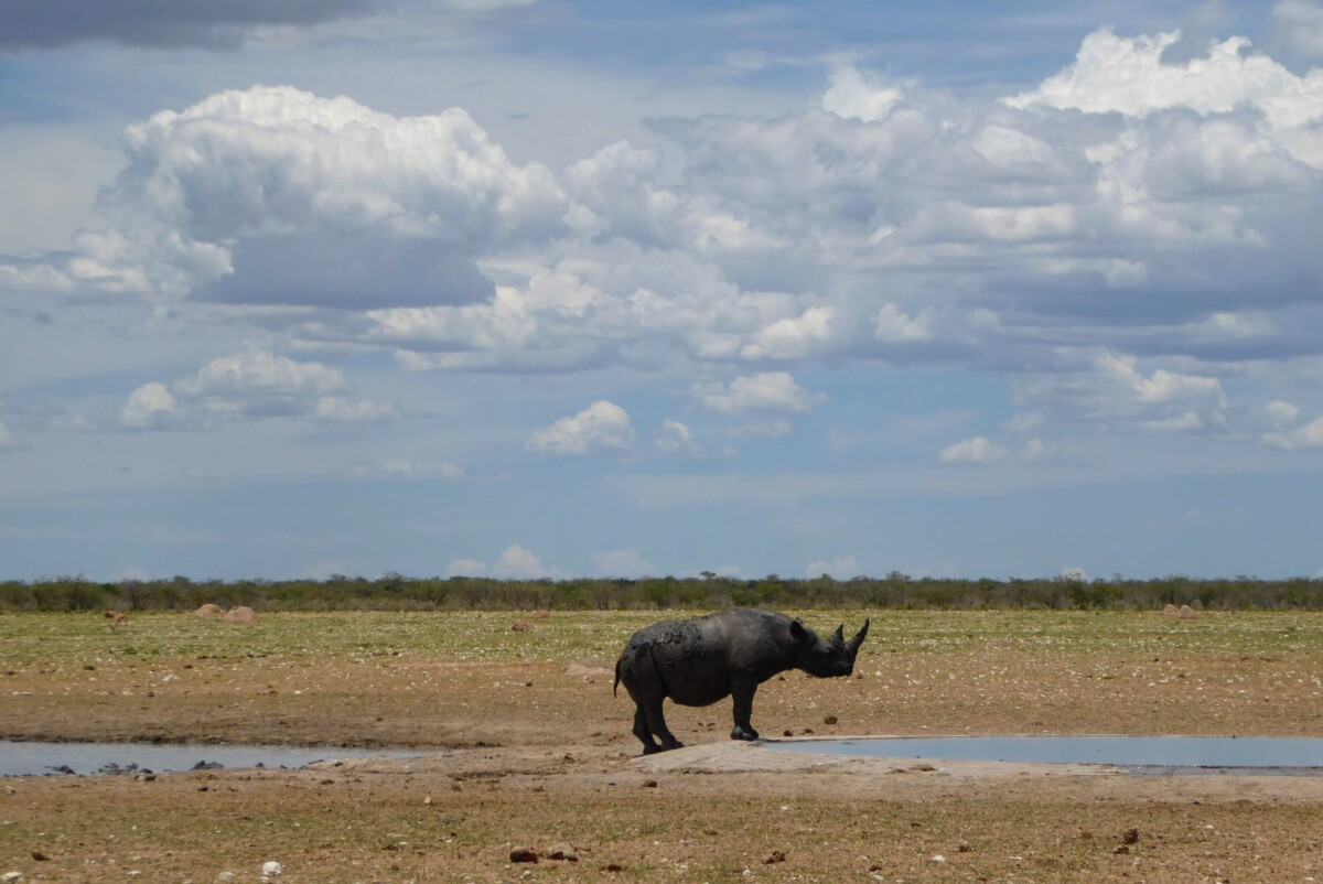 Neushoorn - Safari in Etosha - Namibie Neushoorn - Safari in Etosha - Namibie