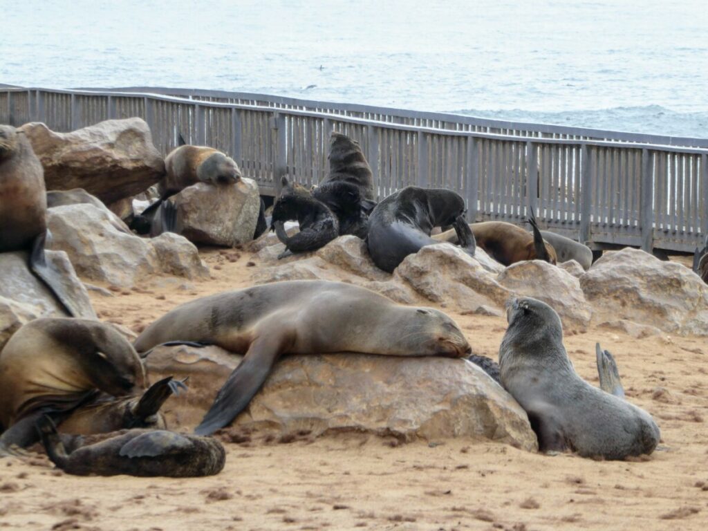 Cape Cross & the Stinking Fur Seal colony - Namibia