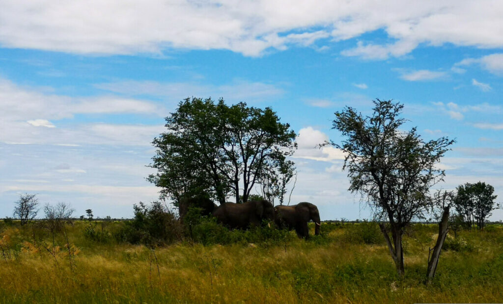 En toch staan er her en der olifanten - Botswana