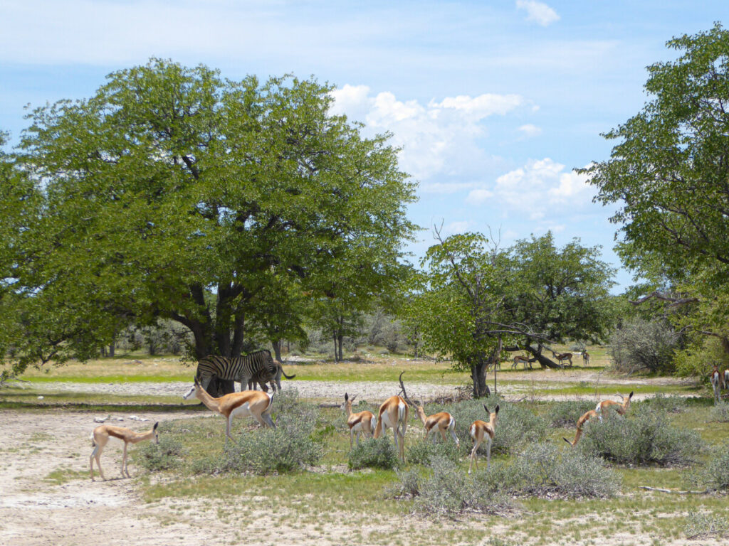 Op Safari in Etosha NP - Namibie