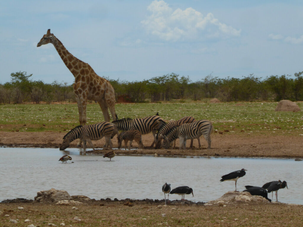 Op Safari in Etosha NP - Namibie