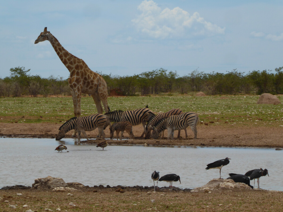 Op Safari in Etosha NP - Namibie Op Safari in Etosha NP - Namibie