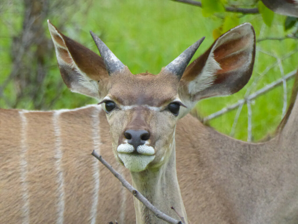 Young Curious Kudu - Etosha NP