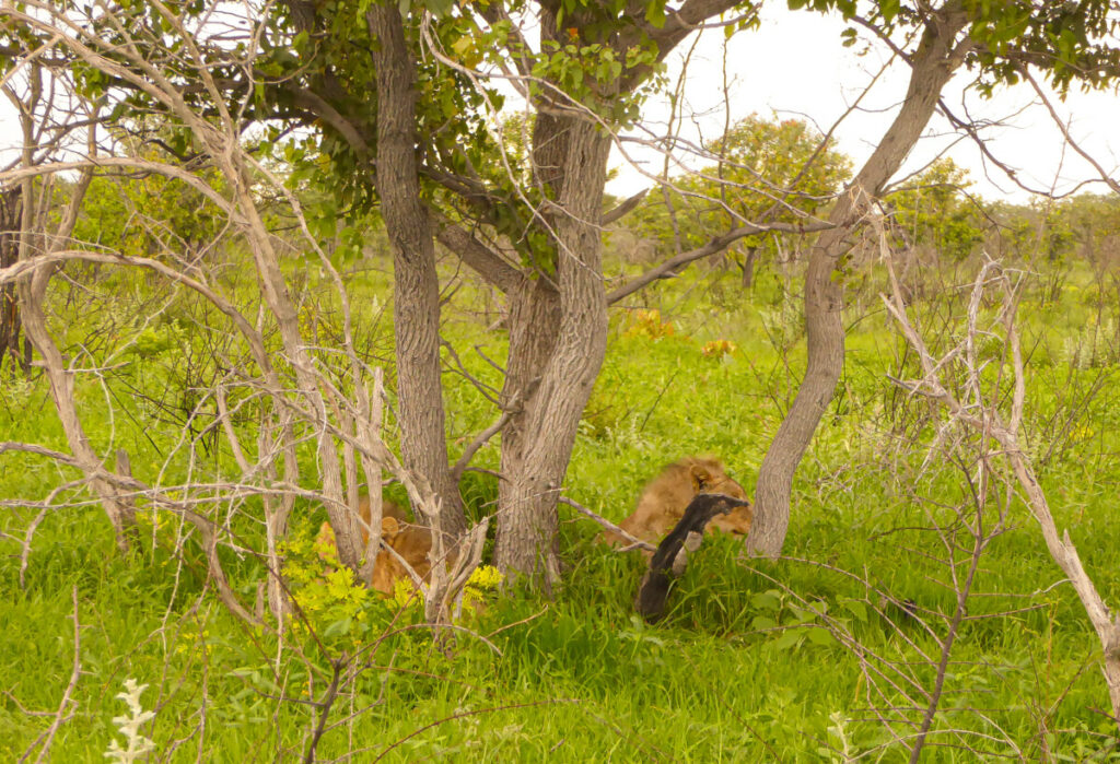 Two Lions in Etosha NP - Namibia