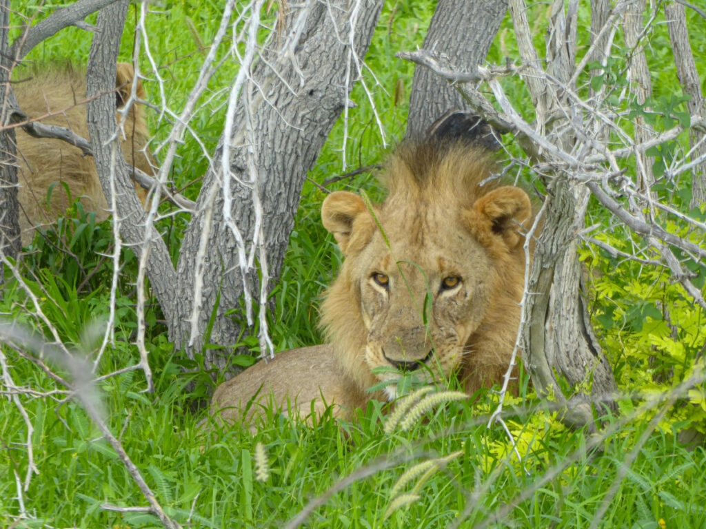 Lion in Etosha NP - Namibia