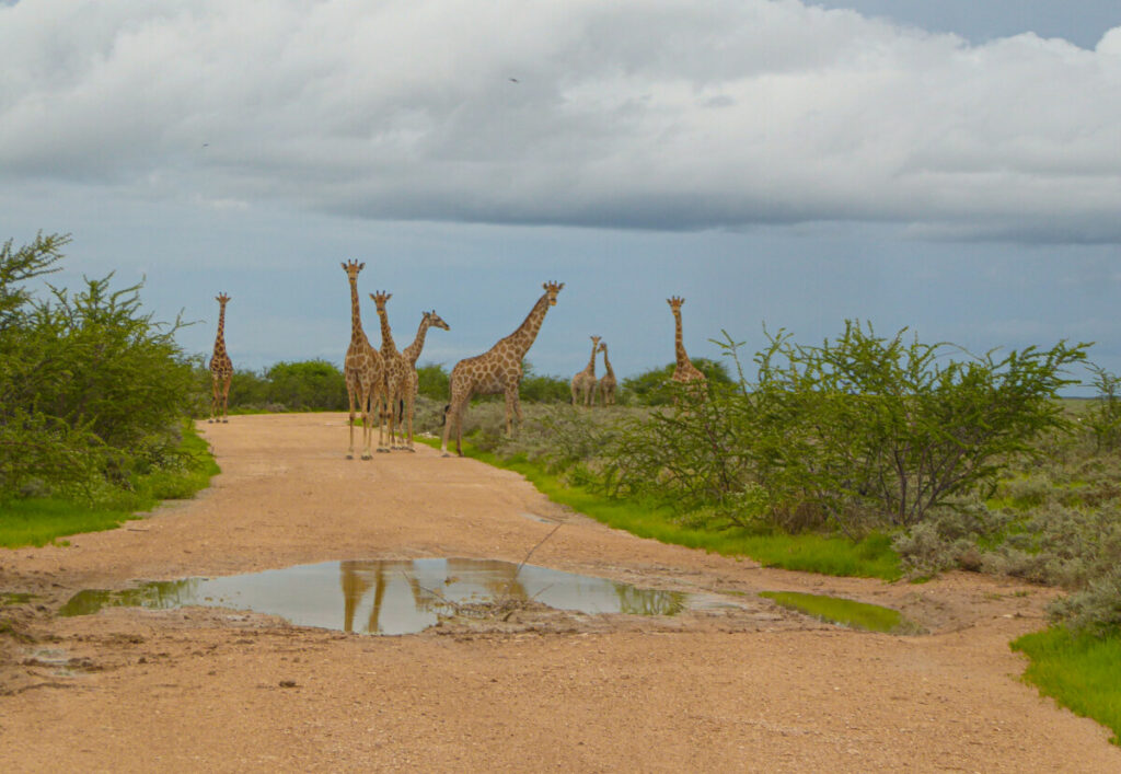 Giraffes in Etosha NP Namibie