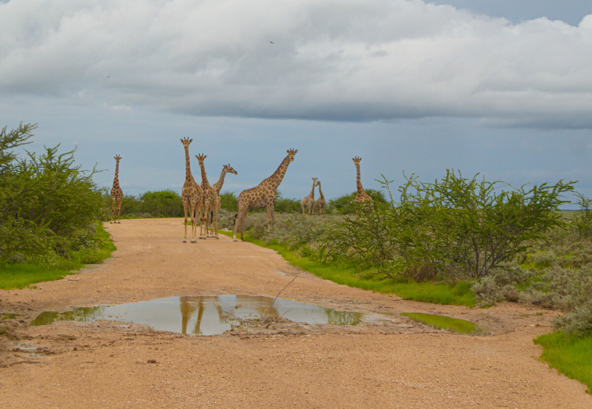 Giraffes in Etosha NP Namibie Giraffes in Etosha NP Namibie