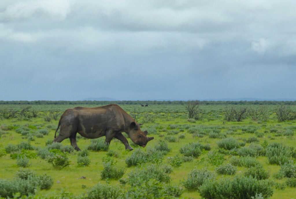 Rhino in Etosha NP Namibia