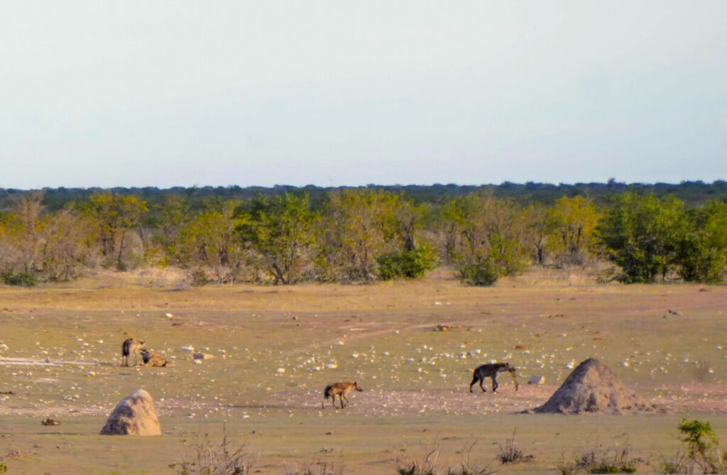 Hyena at Olifantsrus - Etosha