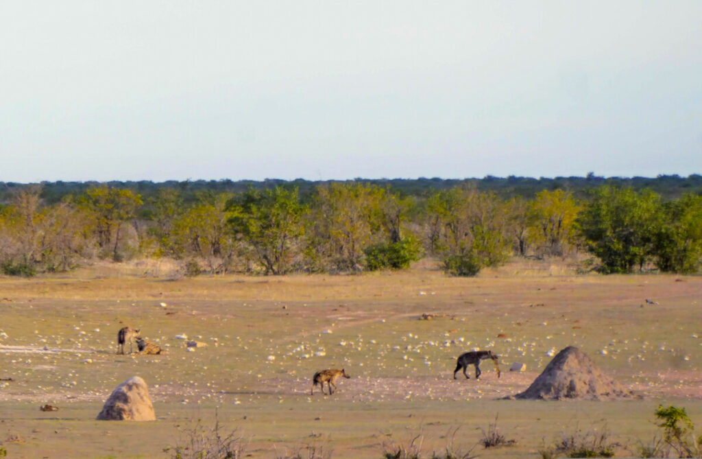 Hyena's bij Olifantsrus - Etosha