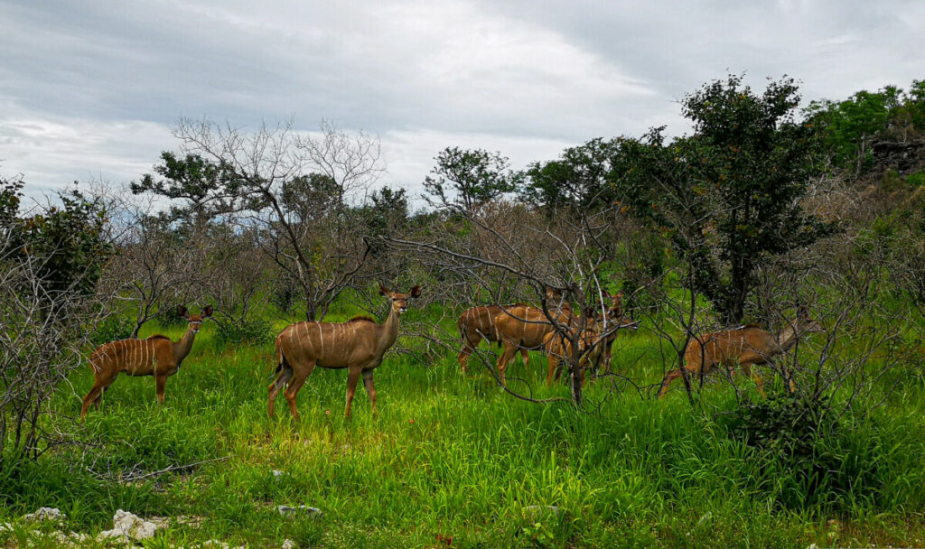 Kudu's in Etosha NP