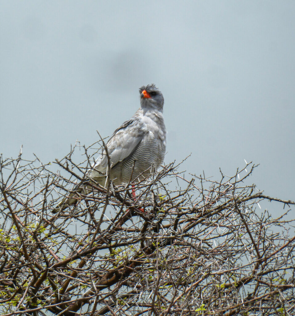 Bird of prey in Etosha NP