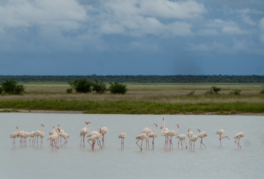 Flamingos in Etosha NP