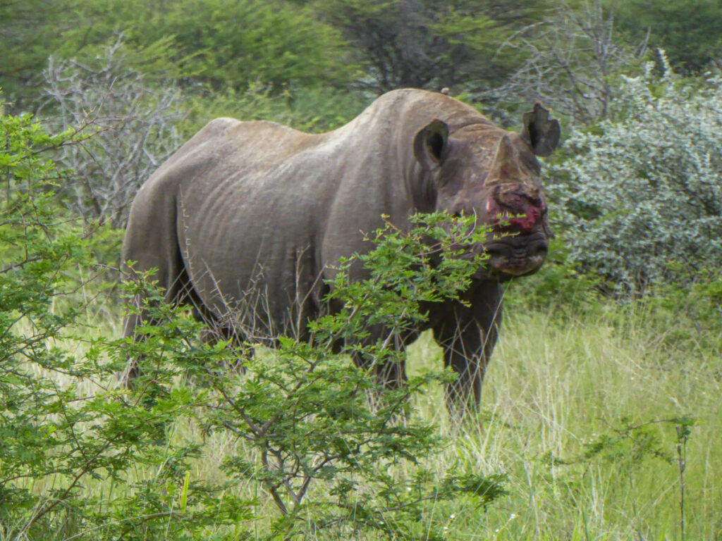 Bebloede neushoorn in Etosha