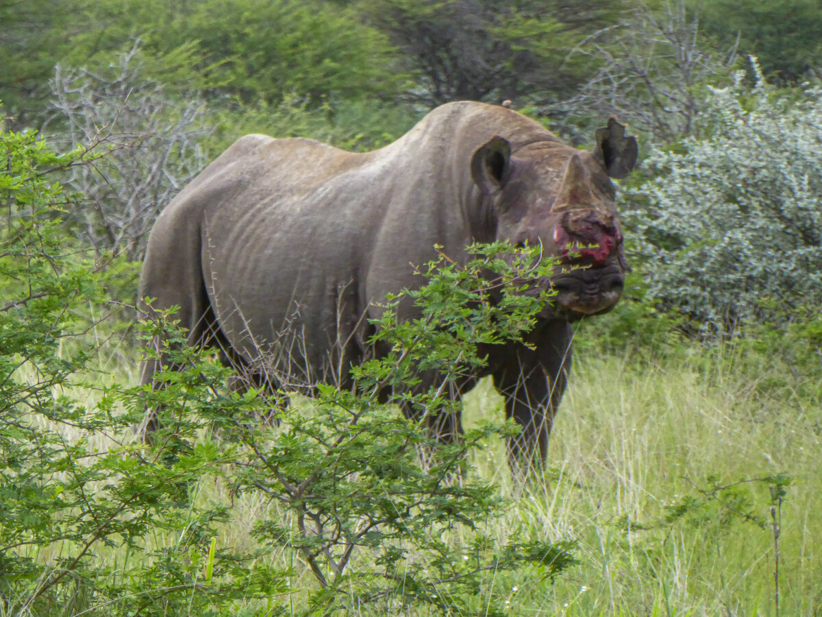 Bebloede neushoorn in Etosha Bebloede neushoorn in Etosha
