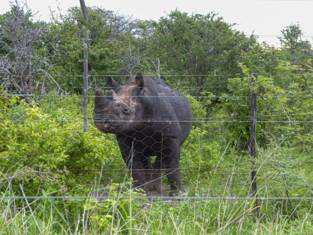 Neushoorn in Etosha NP