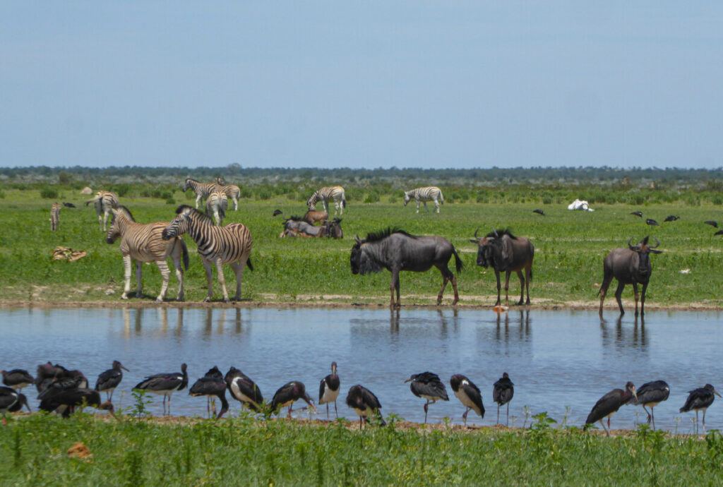 Safari in Etosha NP - Namibia