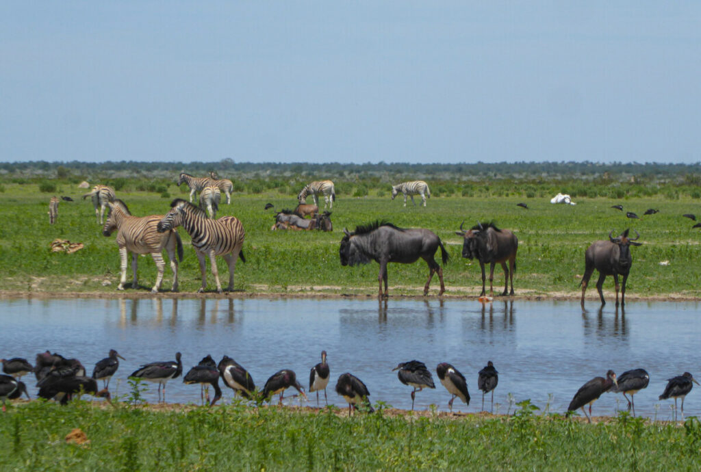 Op Safari in Etosha NP - Namibie