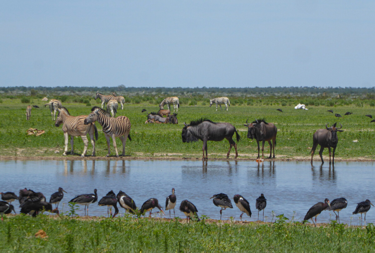 Op Safari in Etosha NP - Namibie Op Safari in Etosha NP - Namibie