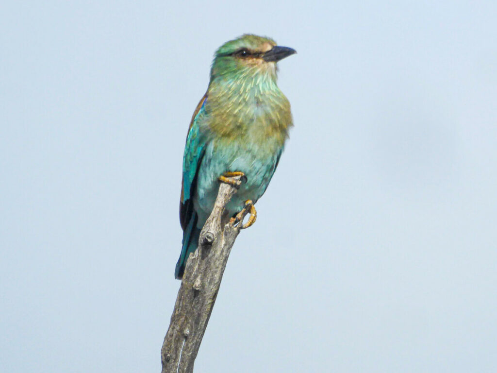 Prachtige vogel in Etosha NP