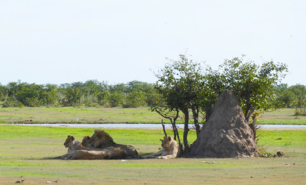 Lion on a Safari in Etosha - Namibia