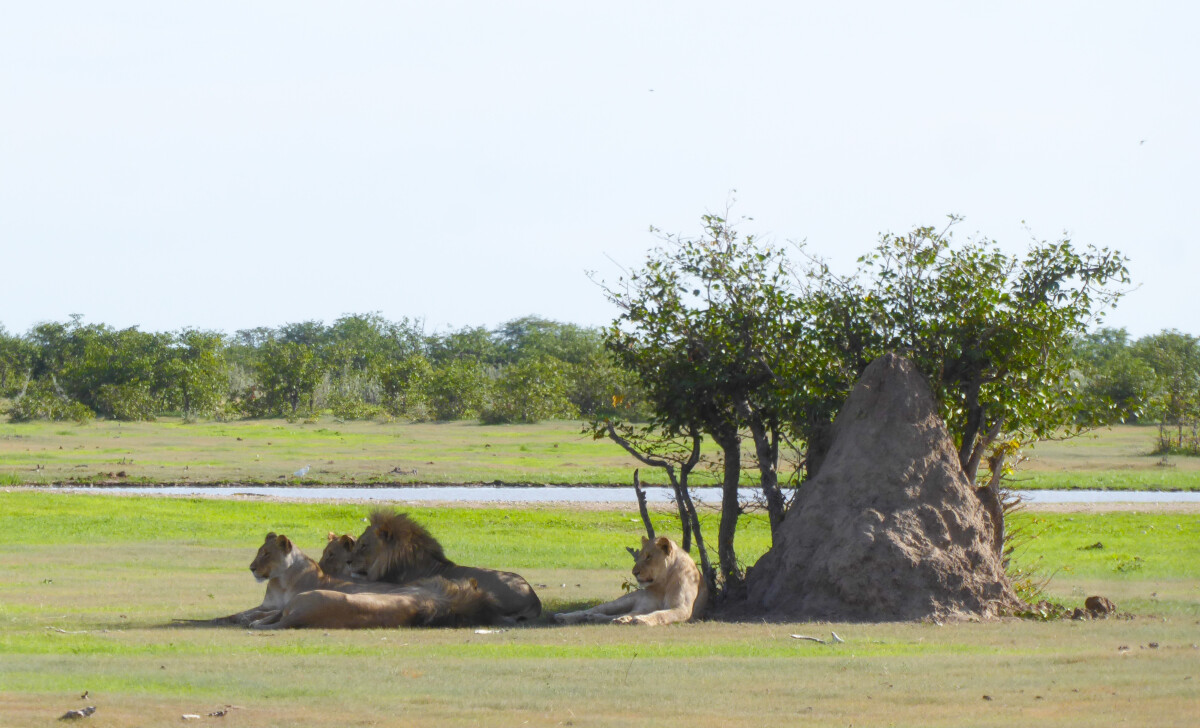 Safari in Etosha - Namibie Safari in Etosha - Namibie