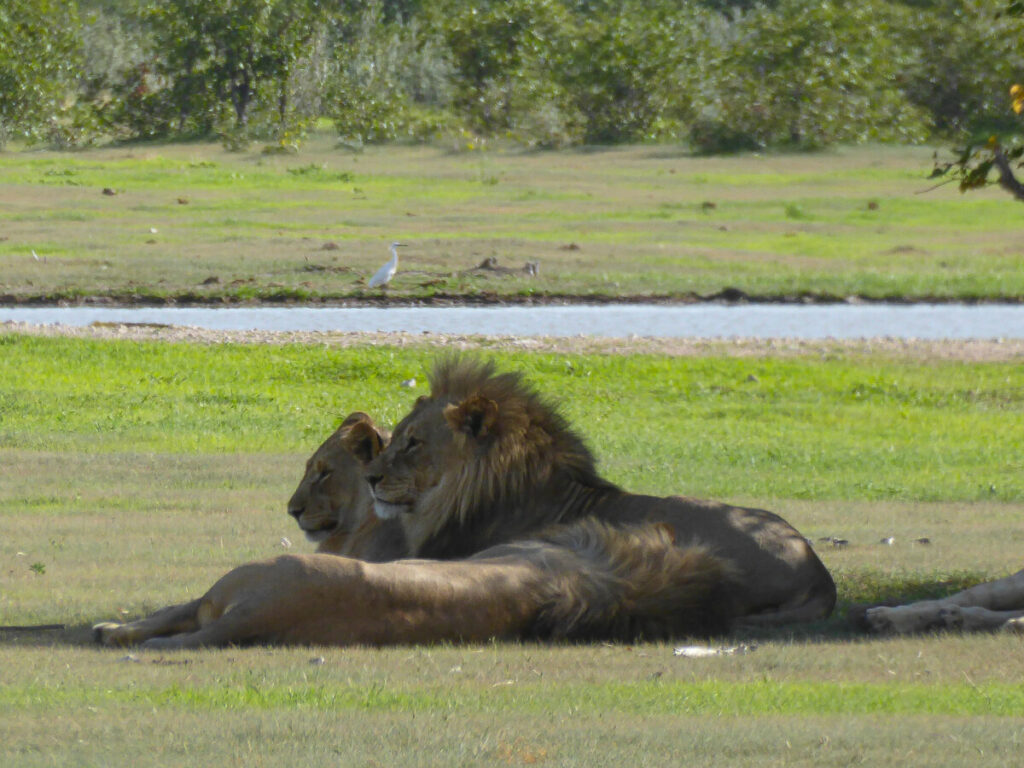Lion on the Safari in Etosha - Namibia