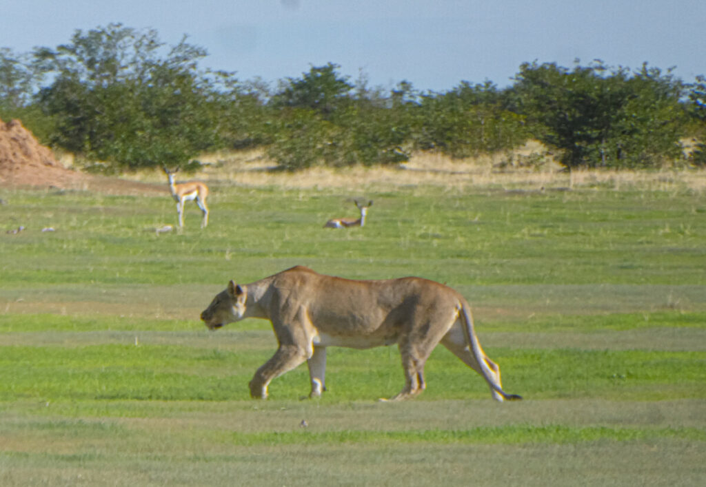 Lion on the Safari in Etosha - Namibia
