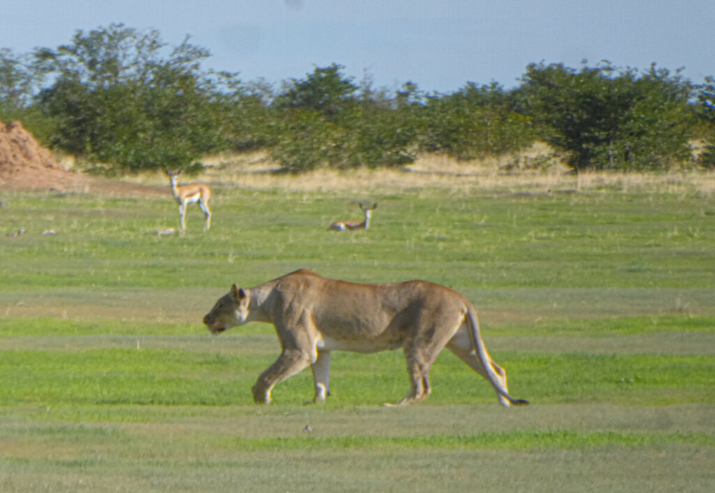 Safari in Etosha - Namibie