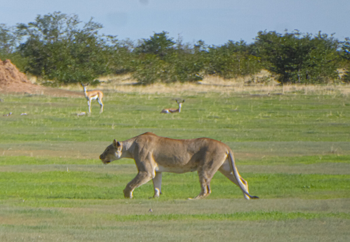 Safari in Etosha - Namibie Safari in Etosha - Namibie