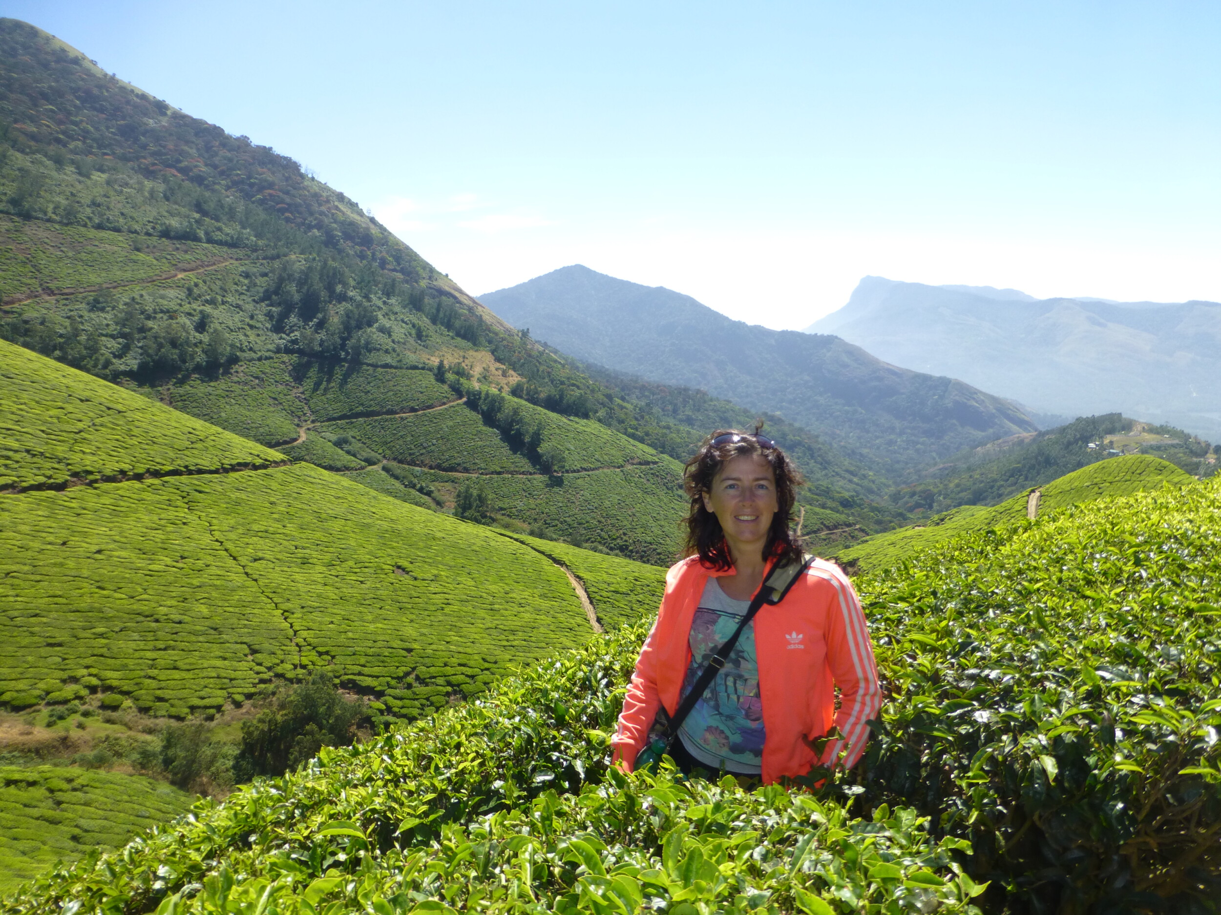 Theeplantages Munnar - Kerala, Zuid India