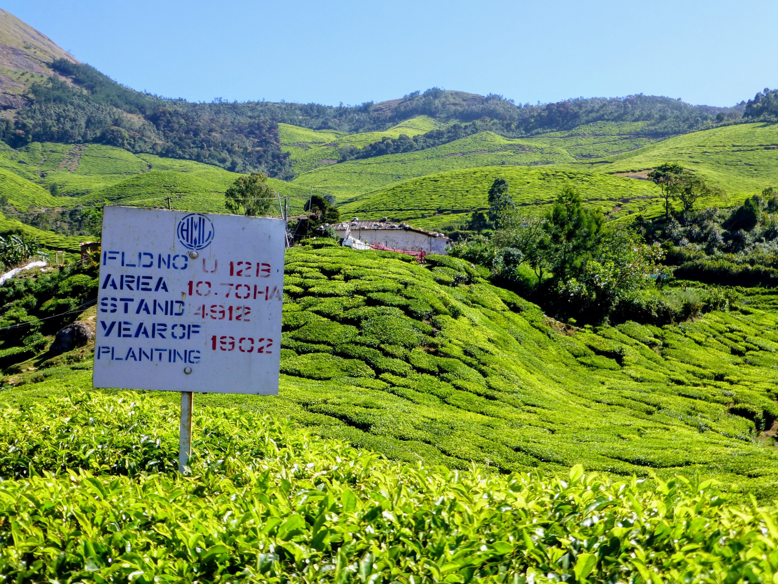 Eeuwenoude theeplantages van Munnar