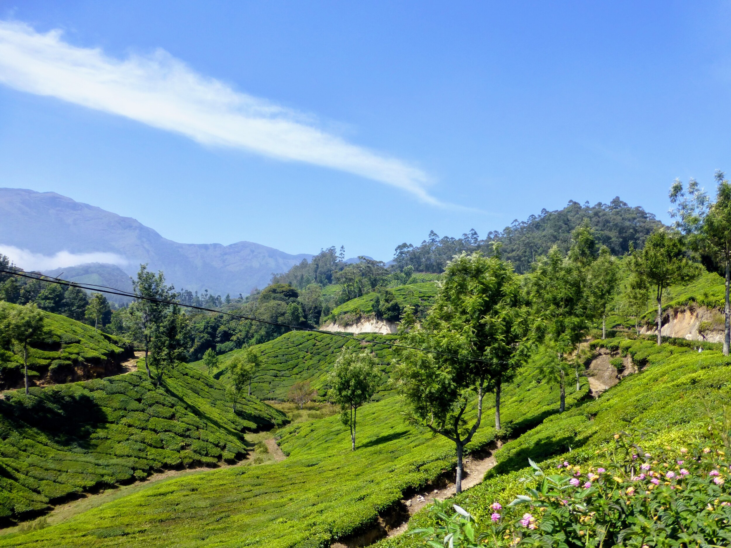 Theeplantages Munnar Kerala